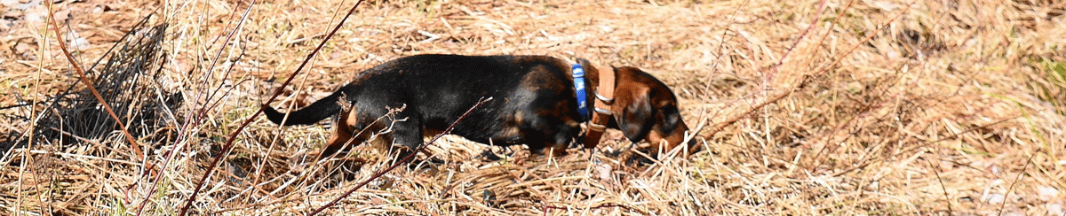 Dachshunds tracking big game