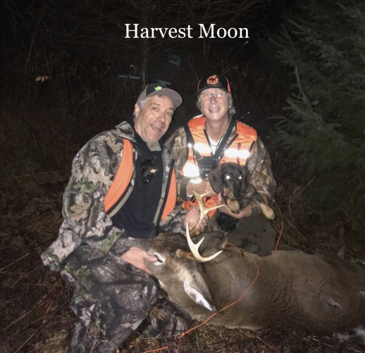 Working Dachshund Deer recovery