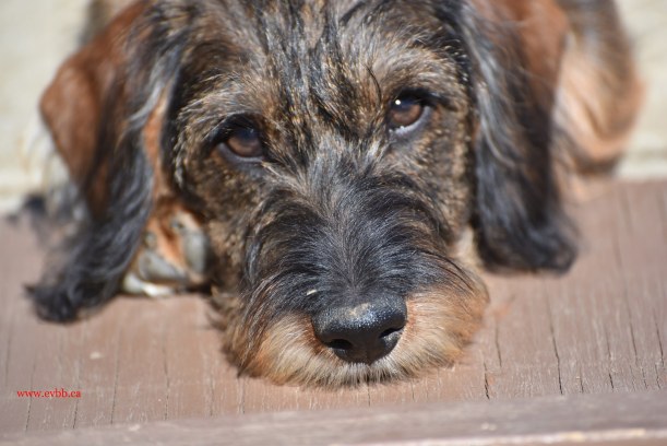 Standard wire haired dachshund