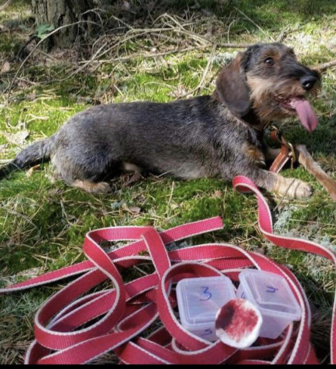 blood tracking Teckel