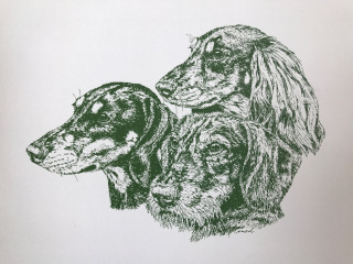 Certified DTK teckel breeder